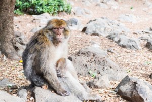 le parc national d'Ifrane